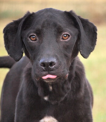 RUSTY - R E S E R V I E R T !!!!! NOTFALL!!!!! SPENDENAUFRUF!!!!! sehr lieb und anhänglich, fröhlich, lebhaft, verspielt, gelehrig, nicht zu Katzen, Mischling (Video auf HP) - Betreuungsplatz Wien - Rüde