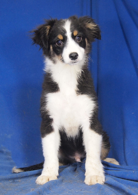 RYAN - R E S E R V I E R T !!!!! lebensfroh und gutmütig, anhänglich, verschmust, sehr lebhaft und intelligent, katzenverträglich, Mini Australian Shepherd Welpen - Rüde