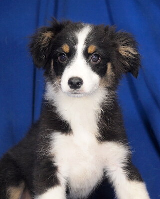 RYAN - R E S E R V I E R T !!!!! lebensfroh und gutmütig, anhänglich, verschmust, sehr lebhaft und intelligent, katzenverträglich, Mini Australian Shepherd Welpen - Rüde