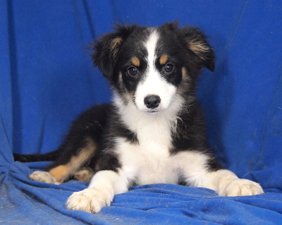 RYAN - R E S E R V I E R T !!!!! lebensfroh und gutmütig, anhänglich, verschmust, sehr lebhaft und intelligent, katzenverträglich, Mini Australian Shepherd Welpen - Rüde