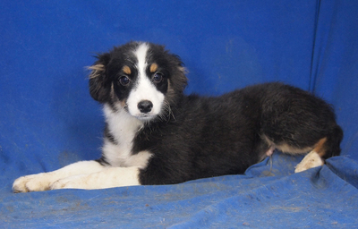 RYAN - R E S E R V I E R T !!!!! lebensfroh und gutmütig, anhänglich, verschmust, sehr lebhaft und intelligent, katzenverträglich, Mini Australian Shepherd Welpen - Rüde