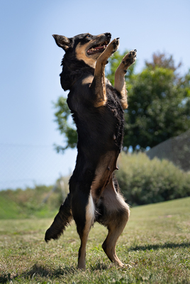 RYLIE - sehr menschenbezogen und verschmust, anhänglich, mäßig bewegungsfreudig, Mischling (Video-Link vorhanden) - Hündin