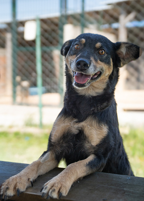 RYLIE - sehr menschenbezogen und verschmust, anhänglich, mäßig bewegungsfreudig