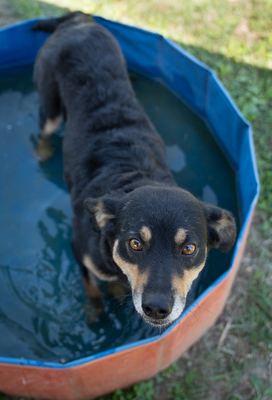 RYLIE - sehr menschenbezogen und verschmust, anhänglich, mäßig bewegungsfreudig, Mischling (Video auf HP) - Hündin