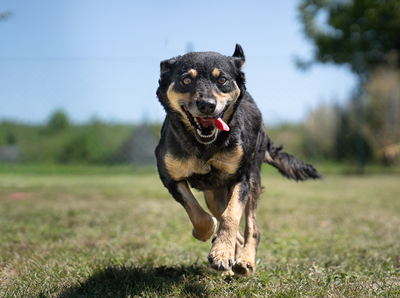 RYLIE - sehr menschenbezogen und verschmust, anhänglich, mäßig bewegungsfreudig, Mischling (Video auf HP) - Hündin