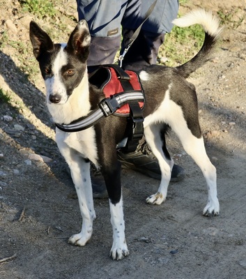 Rachel, Mix - Hündin