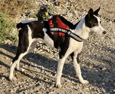 Rachel, Mix - Hündin