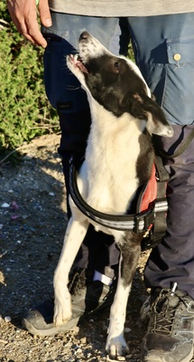 Rachel, Mix - Hündin