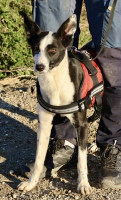 Rachel, Mix - Hündin