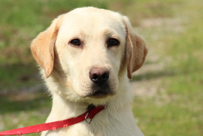 Raf, Mischling - Rüde