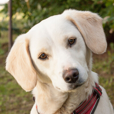 Raffa, Labrador - Hündin