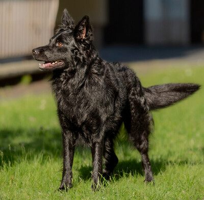 Raffi, Groenendael-Mix - Rüde