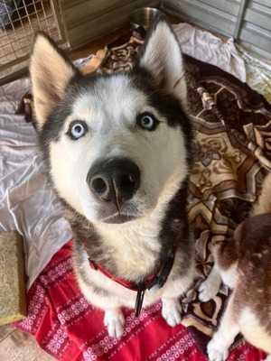 💐 Ragnar, Rüde, noch in der Slowakei (NB) - freundlich zu Hund und Mensch, Husky (-Mix) - Rüde