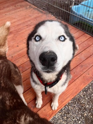 💐 Ragnar, Rüde, noch in der Slowakei (NB) - freundlich zu Hund und Mensch, Husky (-Mix) - Rüde