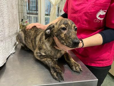 Raika, Mischling Welpen - Hündin