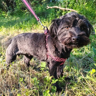 💥 Raila ist äußerst lieb, hat ein sehr gutes Temperament und liebt Hunde, Katzen und Kinder gleichermaßen💥, Shih Tzu Mischling Welpen - Hündin