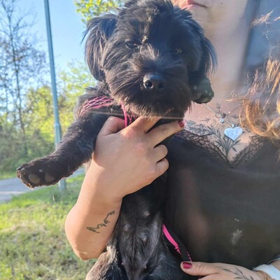 💥 Raila ist äußerst lieb, hat ein sehr gutes Temperament und liebt Hunde, Katzen und Kinder gleichermaßen💥, Shih Tzu Mischling Welpen - Hündin