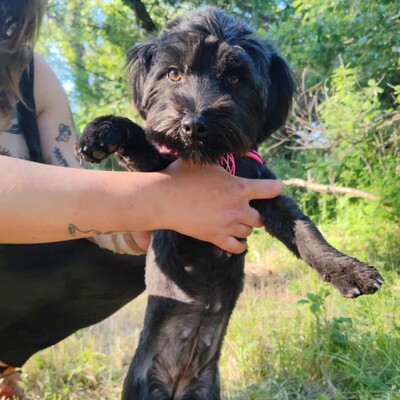 💥 Raila ist äußerst lieb, hat ein sehr gutes Temperament und liebt Hunde, Katzen und Kinder gleichermaßen💥, Shih Tzu Mischling Welpen - Hündin