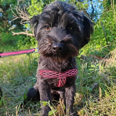 💥 Raila ist äußerst lieb, hat ein sehr gutes Temperament und liebt Hunde, Katzen und Kinder gleichermaßen💥, Shih Tzu Mischling Welpen - Hündin