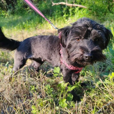 💥 Raila ist äußerst lieb, hat ein sehr gutes Temperament und liebt Hunde, Katzen und Kinder gleichermaßen💥, Shih Tzu Mischling Welpen - Hündin