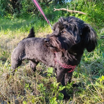 💥 Raila ist äußerst lieb, hat ein sehr gutes Temperament und liebt Hunde, Katzen und Kinder gleichermaßen💥, Shih Tzu Mischling Welpen - Hündin