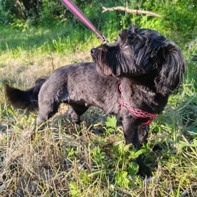 💥 Raila ist äußerst lieb, hat ein sehr gutes Temperament und liebt Hunde, Katzen und Kinder gleichermaßen💥, Shih Tzu Mischling Welpen - Hündin