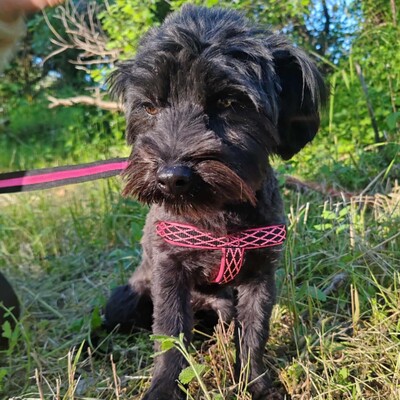 💥 Raila ist äußerst lieb, hat ein sehr gutes Temperament und liebt Hunde, Katzen und Kinder gleichermaßen💥, Shih Tzu Mischling Welpen - Hündin