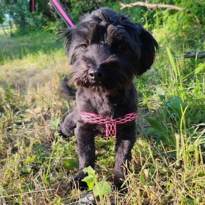 💥 Raila ist äußerst lieb, hat ein sehr gutes Temperament und liebt Hunde, Katzen und Kinder gleichermaßen💥, Shih Tzu Mischling Welpen - Hündin