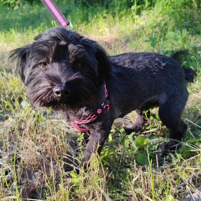 💥 Raila ist äußerst lieb, hat ein sehr gutes Temperament und liebt Hunde, Katzen und Kinder gleichermaßen💥, Shih Tzu Mischling Welpen - Hündin