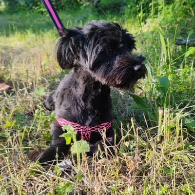 💥 Raila ist äußerst lieb, hat ein sehr gutes Temperament und liebt Hunde, Katzen und Kinder gleichermaßen💥, Shih Tzu Mischling Welpen - Hündin