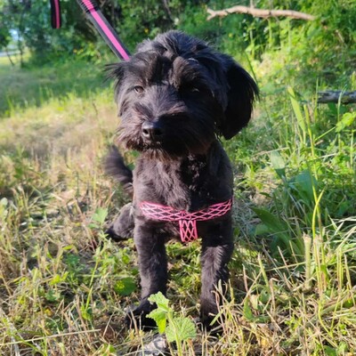 💥 Raila ist äußerst lieb, hat ein sehr gutes Temperament und liebt Hunde, Katzen und Kinder gleichermaßen💥, Shih Tzu Mischling Welpen - Hündin