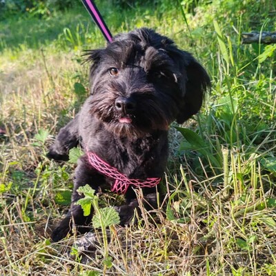 💥 Raila ist äußerst lieb, hat ein sehr gutes Temperament und liebt Hunde, Katzen und Kinder gleichermaßen💥, Shih Tzu Mischling Welpen - Hündin