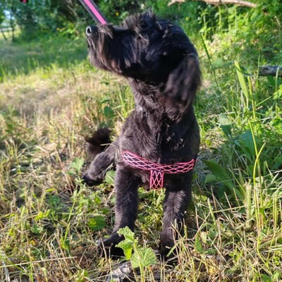 💥 Raila ist äußerst lieb, hat ein sehr gutes Temperament und liebt Hunde, Katzen und Kinder gleichermaßen💥, Shih Tzu Mischling Welpen - Hündin