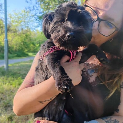 💥 Raila ist äußerst lieb, hat ein sehr gutes Temperament und liebt Hunde, Katzen und Kinder gleichermaßen💥, Shih Tzu Mischling Welpen - Hündin