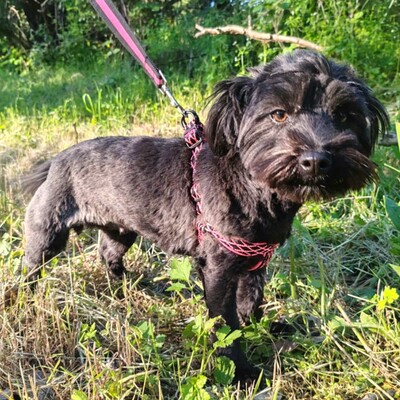 💥Raila ist äußerst lieb, hat ein sehr gutes Temperament und liebt Hunde, Katzen und Kinder gleichermaßen💥, Shih Tzu Mischlingswelpin Welpen - Hündin