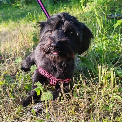 💥Raila ist äußerst lieb, hat ein sehr gutes Temperament und liebt Hunde, Katzen und Kinder gleichermaßen💥, Shih Tzu Mischlingswelpin Welpen - Hündin