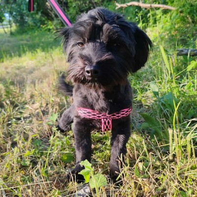 💥Raila ist äußerst lieb, hat ein sehr gutes Temperament und liebt Hunde, Katzen und Kinder gleichermaßen💥, Shih Tzu Mischlingswelpin Welpen - Hündin