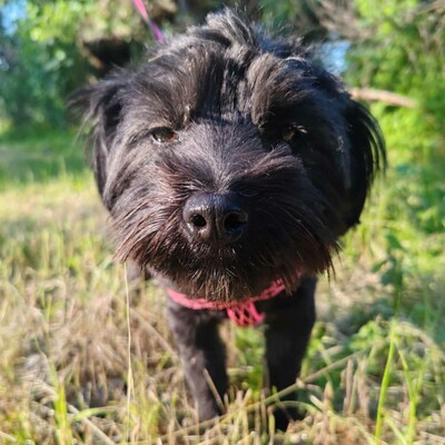 💥Raila ist äußerst lieb, hat ein sehr gutes Temperament und liebt Hunde, Katzen und Kinder gleichermaßen💥, Shih Tzu Mischlingswelpin Welpen - Hündin