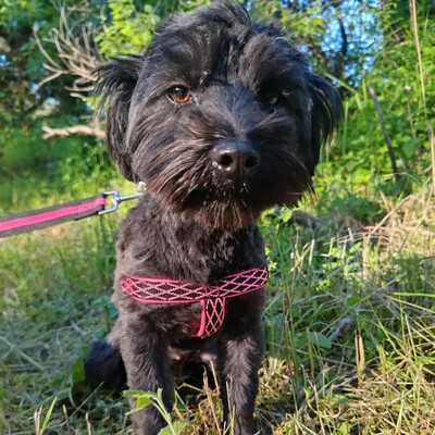 💥Raila ist äußerst lieb, hat ein sehr gutes Temperament und liebt Hunde, Katzen und Kinder gleichermaßen💥, Shih Tzu Mischlingswelpin Welpen - Hündin