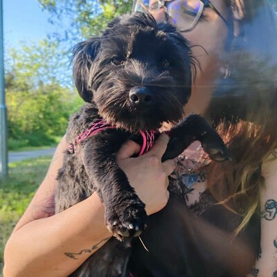💥Raila ist äußerst lieb, hat ein sehr gutes Temperament und liebt Hunde, Katzen und Kinder gleichermaßen💥, Shih Tzu Mischlingswelpin Welpen - Hündin
