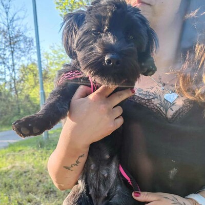 💥Raila ist äußerst lieb, hat ein sehr gutes Temperament und liebt Hunde, Katzen und Kinder gleichermaßen💥, Shih Tzu Mischlingswelpin Welpen - Hündin