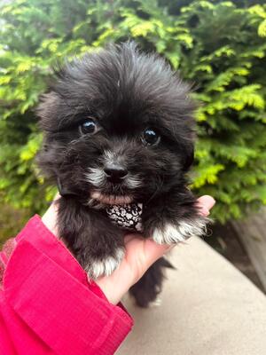 Rain - kleiner süßer Knopf sucht..., Bichon-Mischling Welpen - Rüde