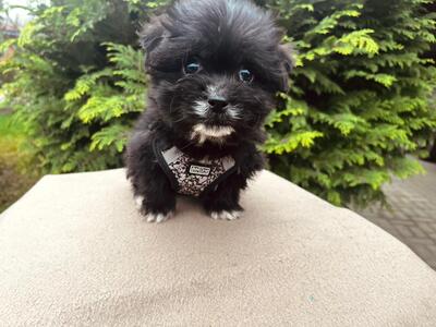 Rain - kleiner süßer Knopf sucht..., Bichon-Mischling Welpen - Rüde