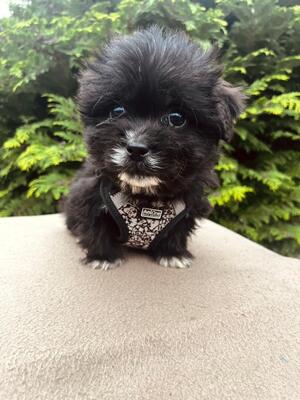 Rain - kleiner süßer Knopf sucht..., Bichon-Mischling Welpen - Rüde