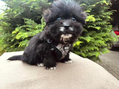 Rain - kleiner süßer Knopf sucht..., Bichon-Mischling Welpen - Rüde