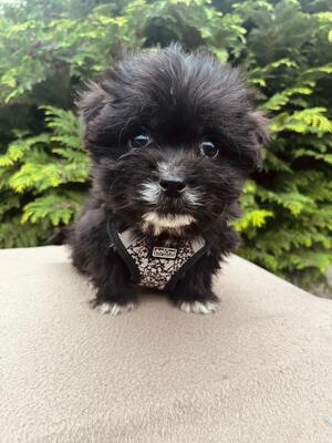 Rain - kleiner süßer Knopf sucht..., Bichon-Mischling Welpen - Rüde