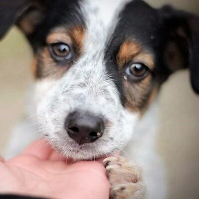 🌷🌺Raisa kleine Welpin😊😊, Mischling Welpen - Hündin