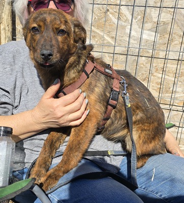 Raja, Mix - Hündin