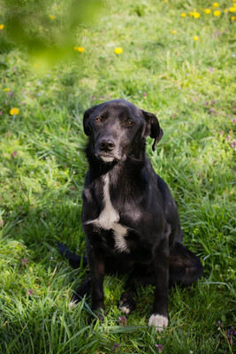 Rajah, Mischling - Rüde