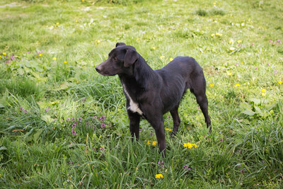 Rajah, Mischling - Rüde
